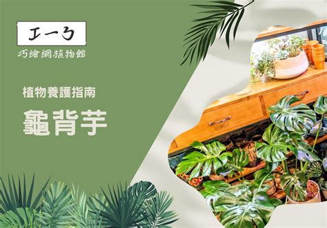 辦公室室內植物|增添工作靈感！精心挑選你的完美辦公室植物指南 